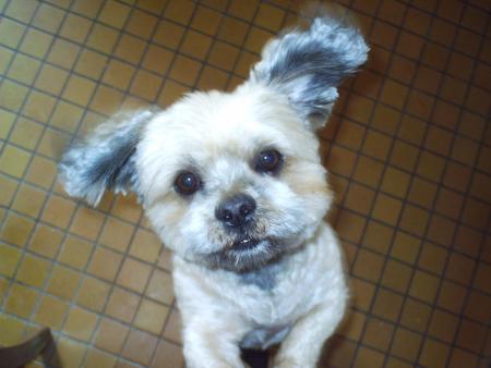 voici mon chien tintin