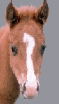 cheval qui ire iiiiiiiiiiiiiiiiiii