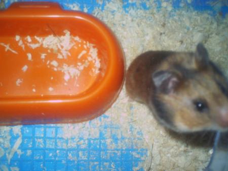 voici mon haster 