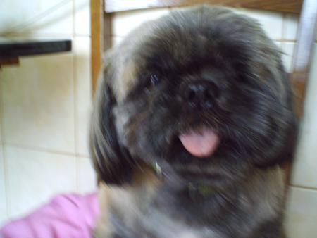 mon chien panache
